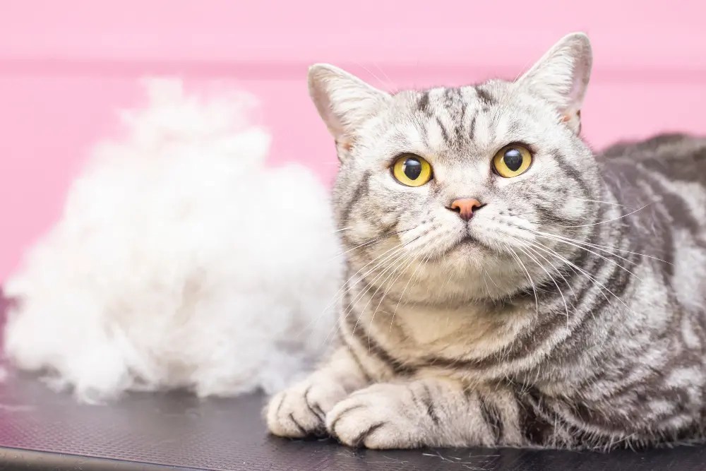 How To Treat Cat Shedding, Dry Skin, and More